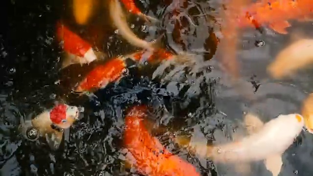 自然背景，水族箱特写。色彩鲜艳的日本锦鲤在传统的花园池塘中游水。中国花式鲤鱼水下。东方的象征财富和好运。视频素材