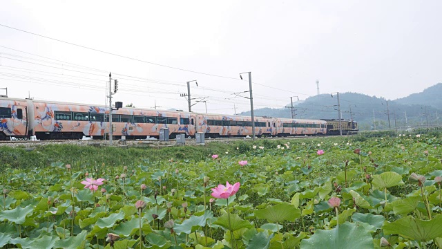 大田韩南线莲花田旁运行的S-Train视频素材