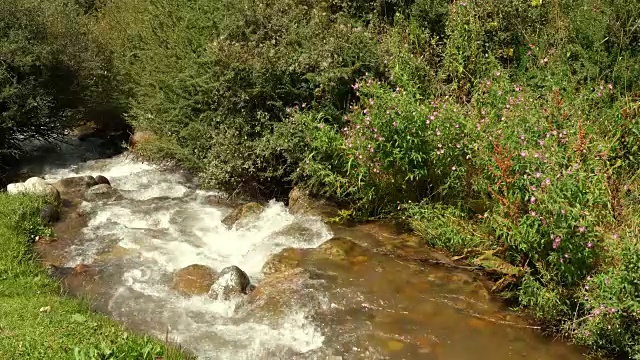 在阳光明媚的夏日户外，绿草如茵的江泉到处开花视频素材