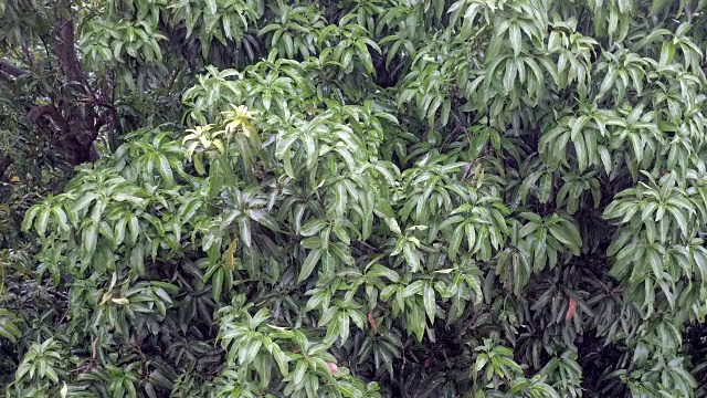 雨落在绿叶上(近距离)视频素材