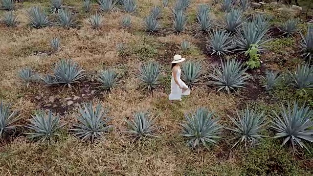 鸟瞰图女子在墨西哥的龙舌兰植物中行走太阳帽视频素材