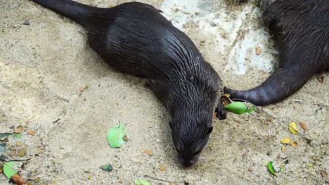 水獭在沙滩上嬉戏。视频素材