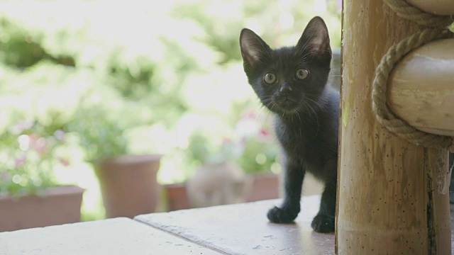 好奇有趣的小黑猫的肖像盯着外面的花园视频素材