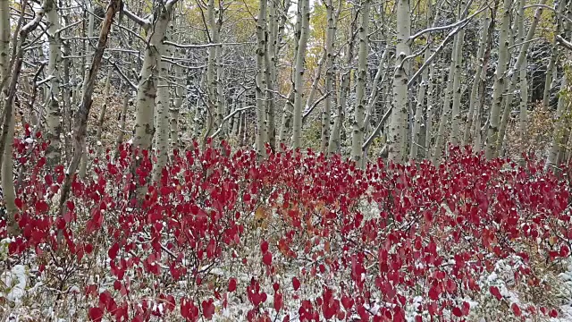 潘向下拍摄的白杨树和明亮的红色秋天的叶子上有少量的雪在白杨林。视频素材