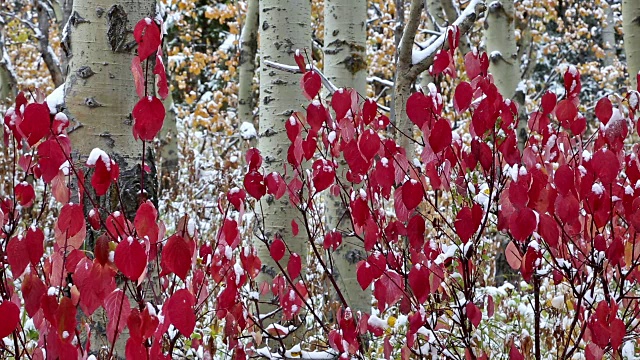 白杨森林中鲜红的秋叶上有少量的雪。视频素材