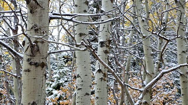 潘上下拍摄了白杨森林里鲜红的秋叶和少量的雪。视频素材