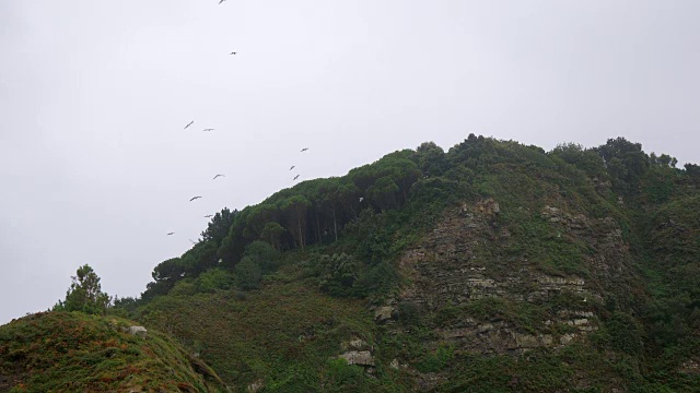 海鸥视频素材