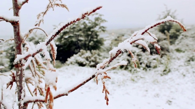 树枝被雪覆盖。冬天拍摄的。视频素材