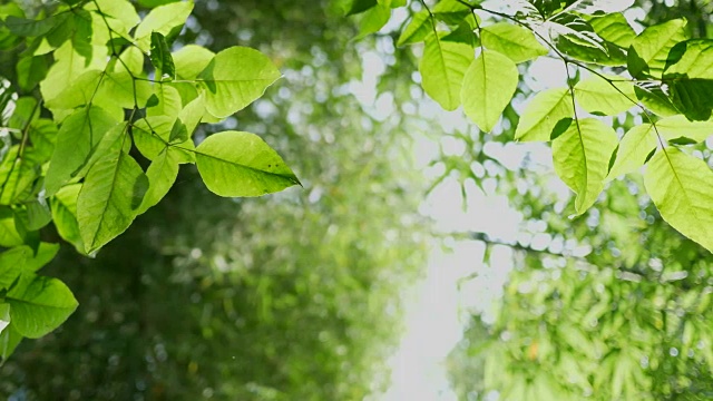 绿叶自然为背景，丛林树木植物嫩绿的叶子在风中摇曳，热带竹林迷离散景为背景。视频素材