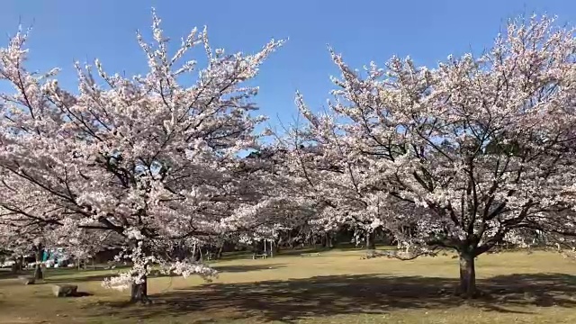 公园里的樱花和美丽的天空视频素材