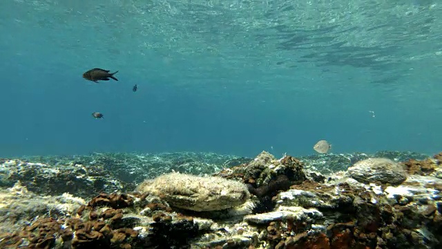 地中海鱼类游泳视频素材