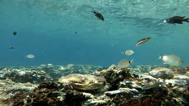 地中海鱼类游泳视频素材