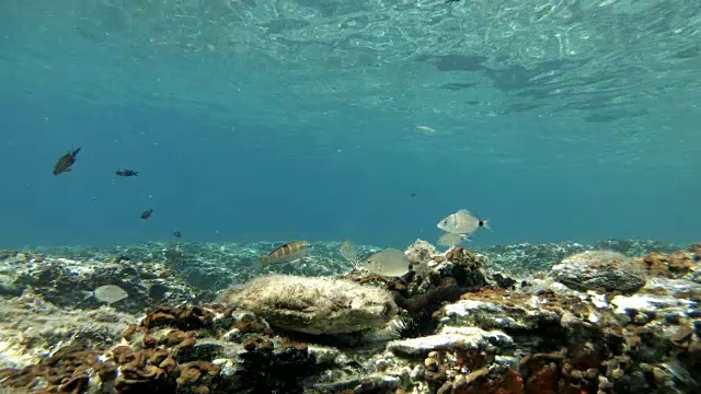 地中海鱼类游泳视频素材