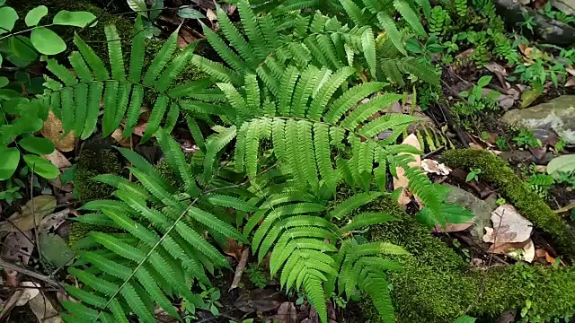 蕨叶和苔藓视频素材