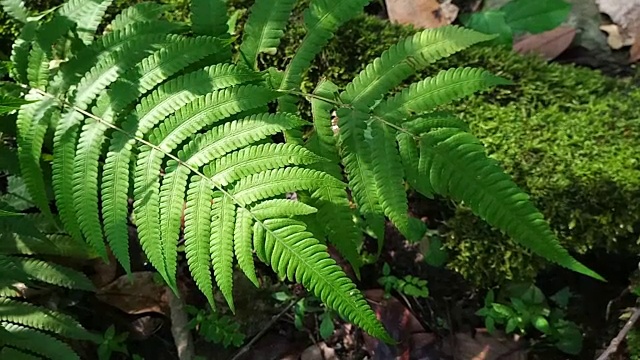 蕨叶和苔藓视频素材