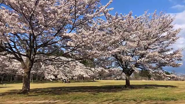 公园里的樱花和美丽的天空视频素材