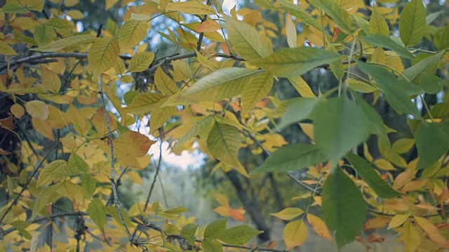 风吹动秋叶视频素材