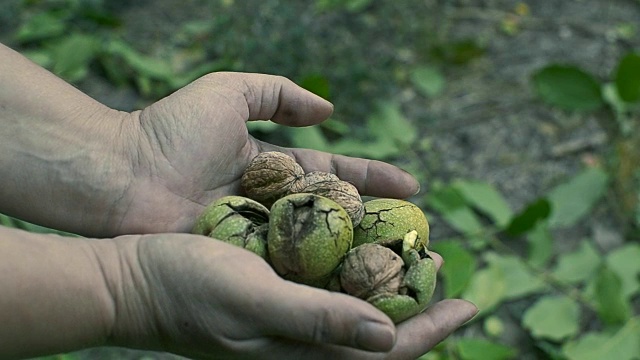 核桃在手里视频素材