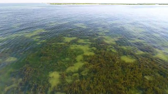 海中的海藻。在水面上平稳飞行。视频下载