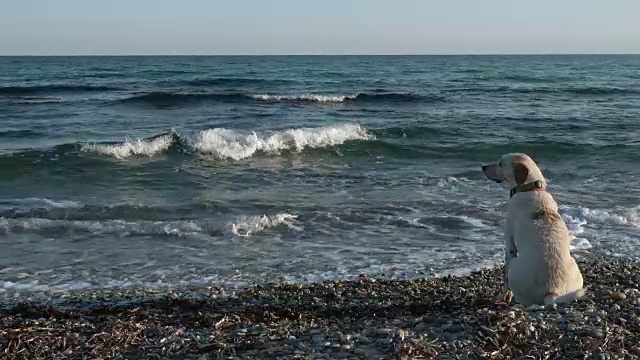 当主人游泳时，狗会在海边坐着或走着视频素材