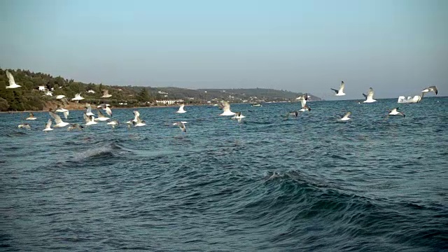 海鸥在海上飞翔视频素材