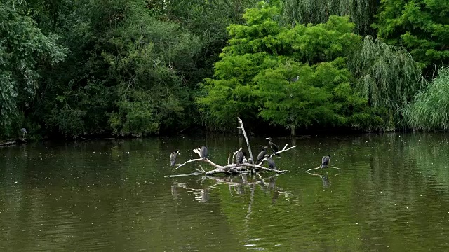 在一个炎热的夏天，在湖上有许多不同的鸟类，飞行员，鸭子视频素材