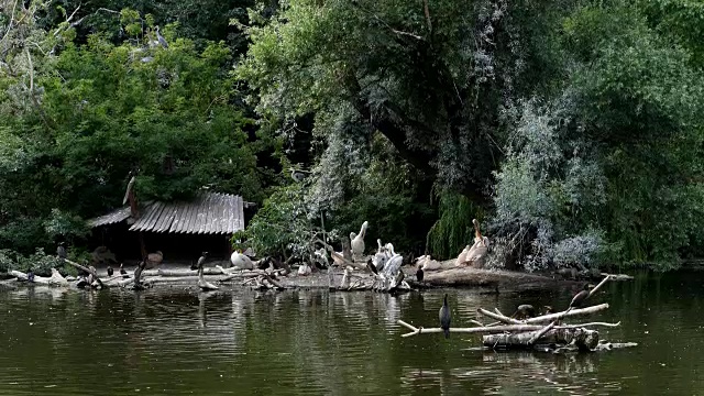 在一个炎热的夏天，在湖上有许多不同的鸟类，飞行员，鸭子视频素材