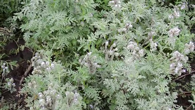 紫色的花蜜丰富的花田和蜂巢模糊的背景视频素材