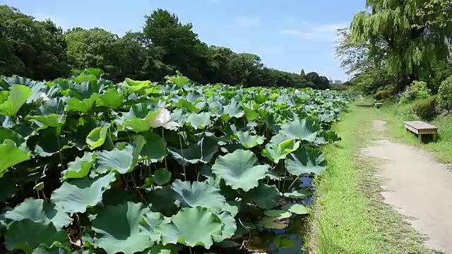 荷叶和荷花随风摇曳，日本福冈市大堀的景色视频下载