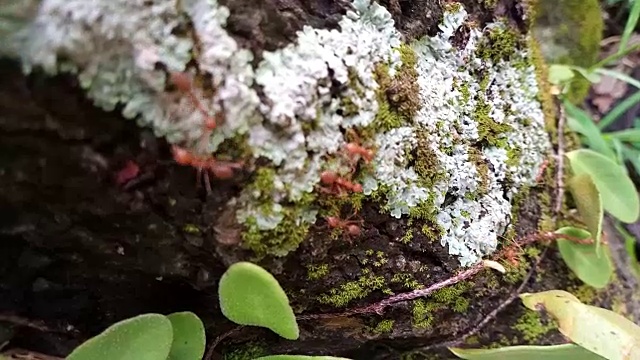 树皮上有苔藓和地衣的红蚂蚁视频素材