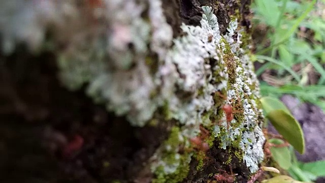 树皮上有苔藓和地衣的红蚂蚁视频素材