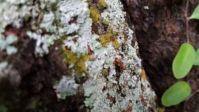 树皮上有苔藓和地衣的红蚂蚁视频素材