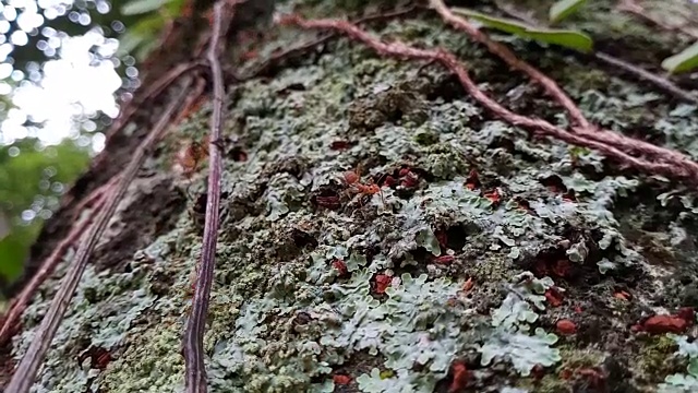 树皮上有苔藓和地衣的红蚂蚁视频素材