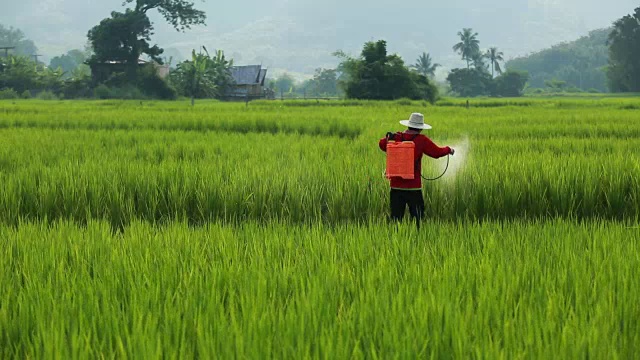 亚洲农民在稻田里喷洒杀虫剂。视频下载