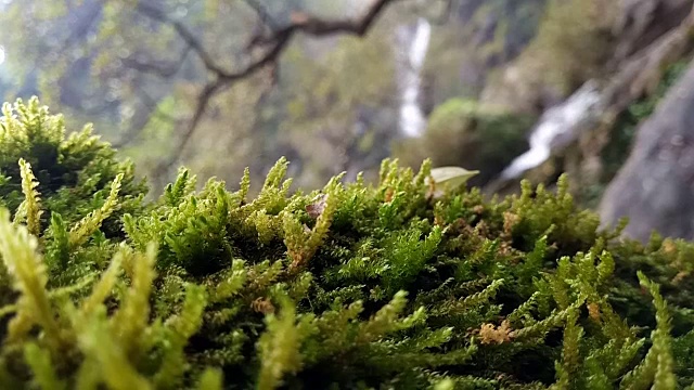 树皮上的苔藓视频素材