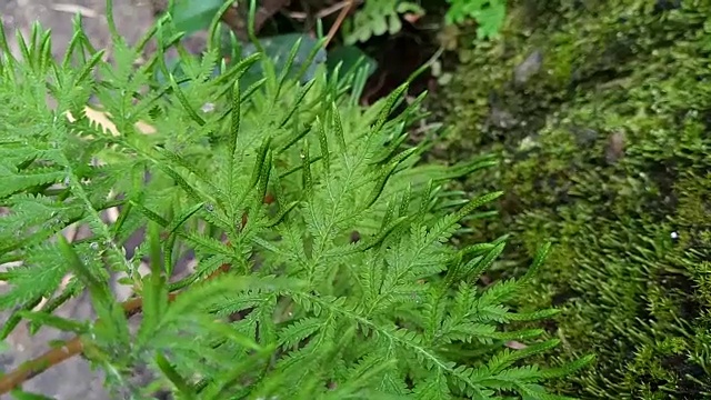 森林中的卷柏蕨视频素材