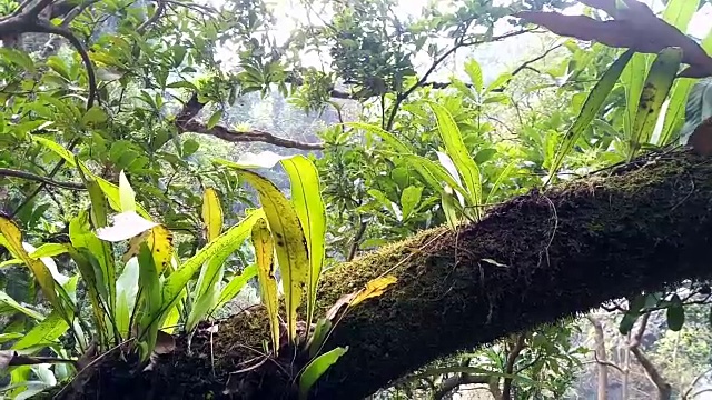 蕨类植物在树视频素材