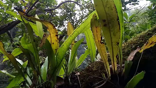 蕨类植物在树视频素材