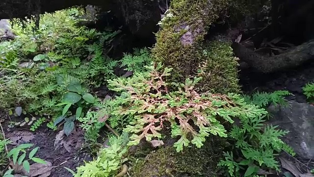 树皮蕨类视频素材