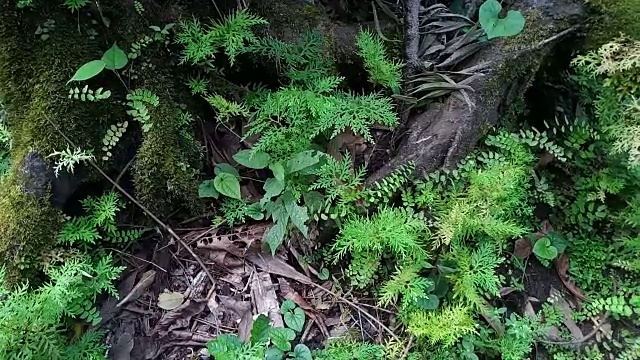 树皮蕨类视频素材