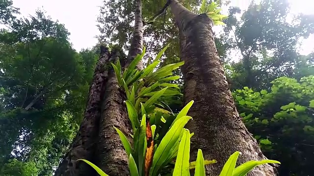 蕨类植物在树视频素材