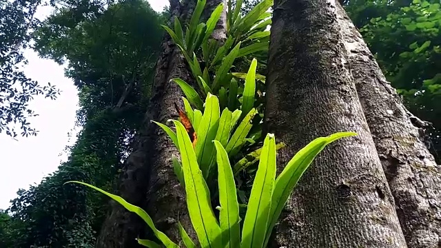 蕨类植物在树视频素材