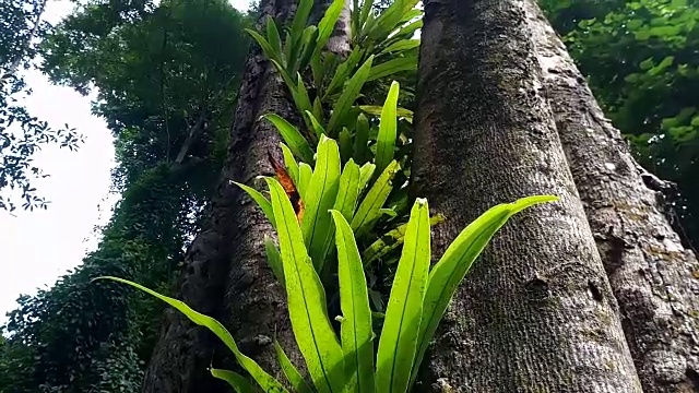 蕨类植物在树视频素材