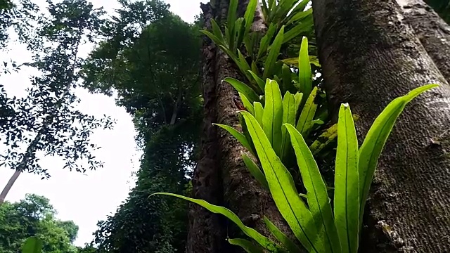 蕨类植物在树视频素材