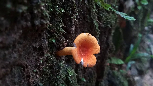 蘑菇在热带雨林视频素材