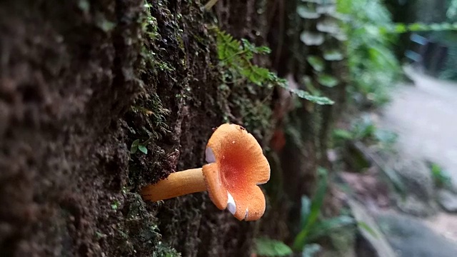 蘑菇在热带雨林视频素材