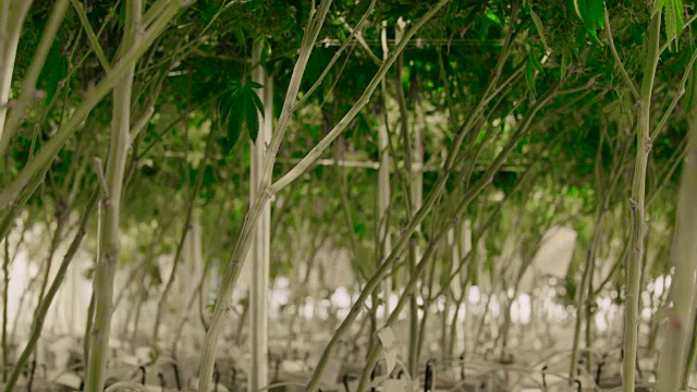 查看大麻植物商业种植操作视频素材