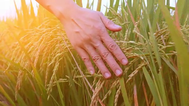 早上在稻田里用手触摸水稻植株视频素材