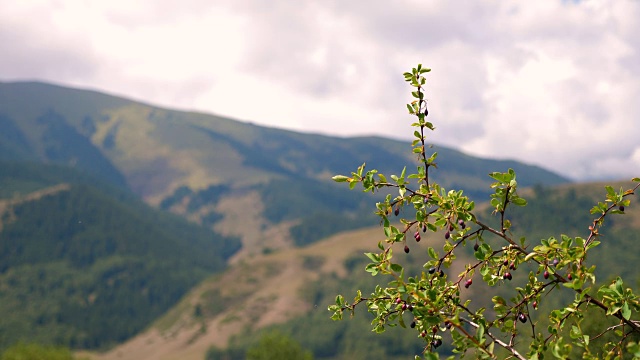 山茱萸或山茱萸(欧洲山茱萸)的分枝上的浆果，在山上有拷贝空间，浅自由度视频素材