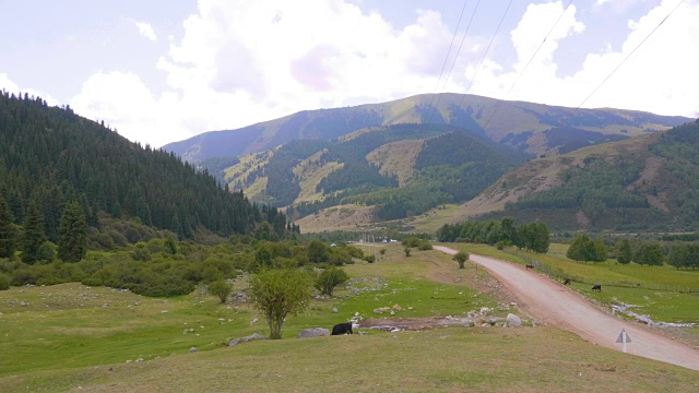 夏天的景观与奶牛在绿色山谷的道路上，以山为背景视频素材